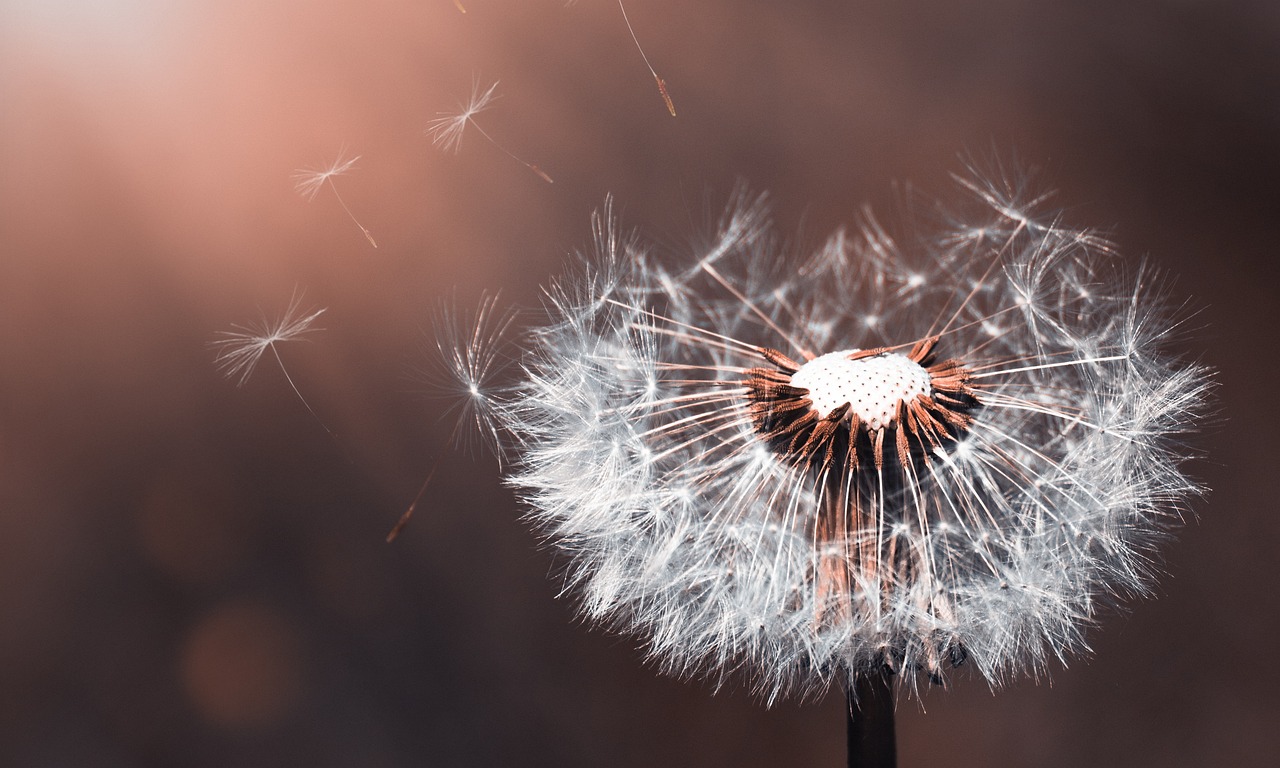 flower, dandelion, wildflower