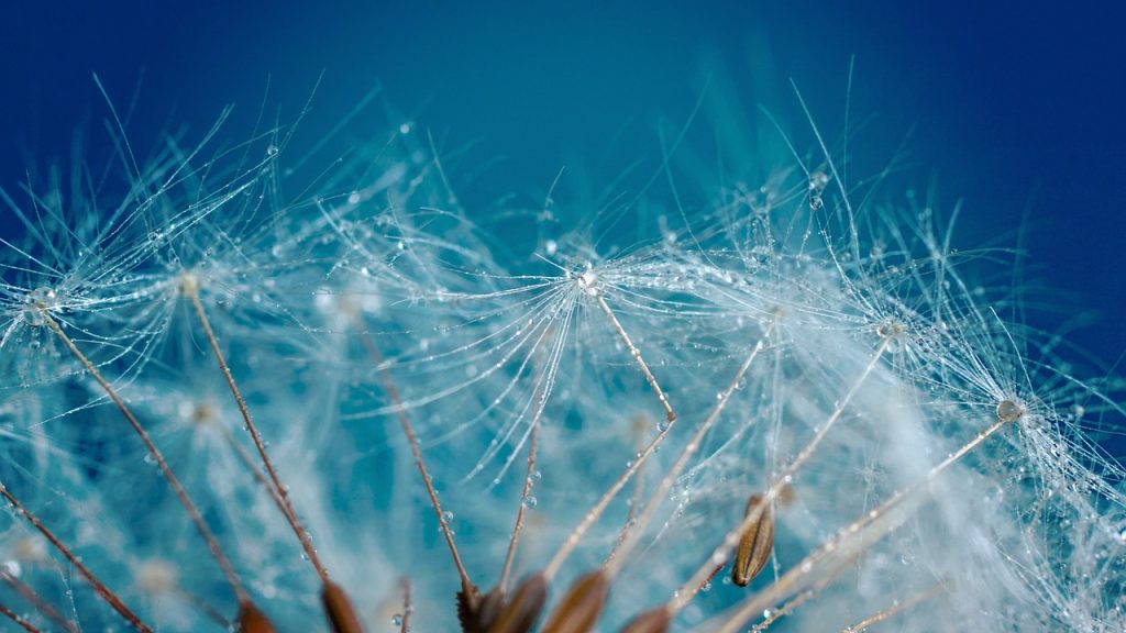 flower, dandelion, wildflower